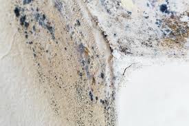 Best Residential Mold Inspection & Testing  in Pine Prairie, LA